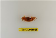 藏品(斯氏沙蟹)的圖片